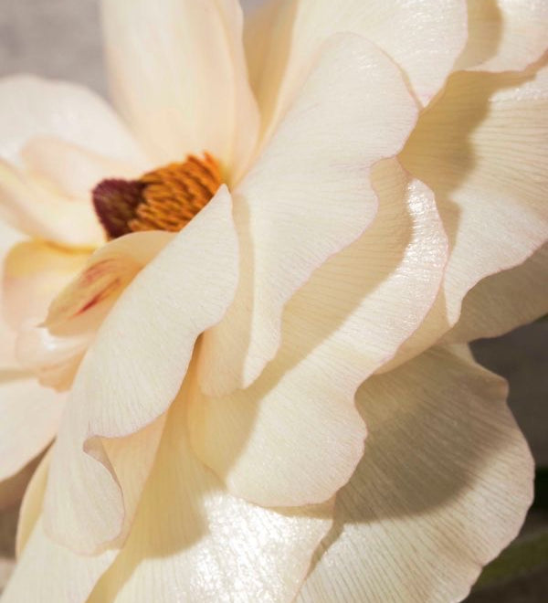 Roses in Bloom: Through the Gardens of French History